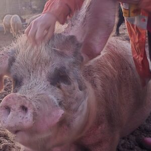 We Need Your Help: Vet Bills, Feed & Care Costs Are Adding Up
