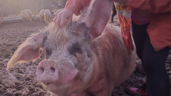 We Need Your Help: Vet Bills, Feed & Care Costs Are Adding Up