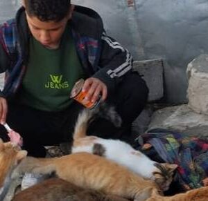 Help Abdullah Feed and Care for Gaza's Stray Animals