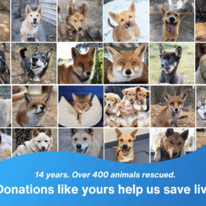 Help Save Our Sanctuary: Sydney Fox and Dingo Rescue