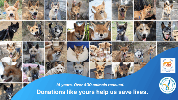 Help Save Our Sanctuary: Sydney Fox and Dingo Rescue