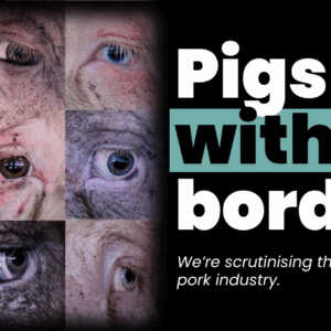 Help to create Animal Liberation’s PWB Documentary
