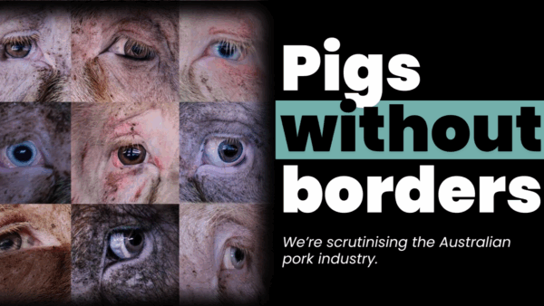 Help to create Animal Liberation’s PWB Documentary