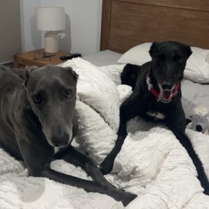 Rehabilitation Fund for Fosters (Minnie’s Fund)
