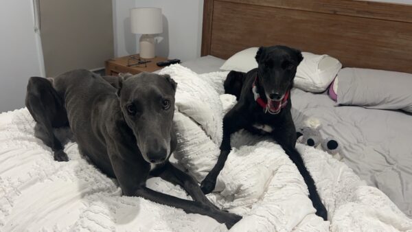 Rehabilitation Fund for Fosters (Minnie’s Fund)