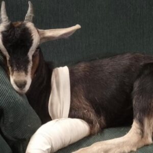 Help Get Barnyard Bettys Rescue out of the Poo!