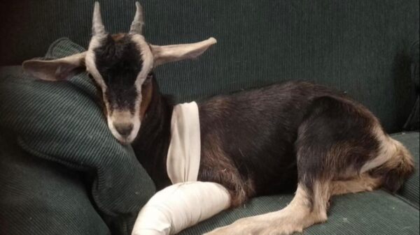 Help Get Barnyard Bettys Rescue out of the Poo!