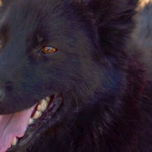 Help Bello's dreams come true!