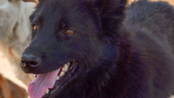 Help Bello's dreams come true!