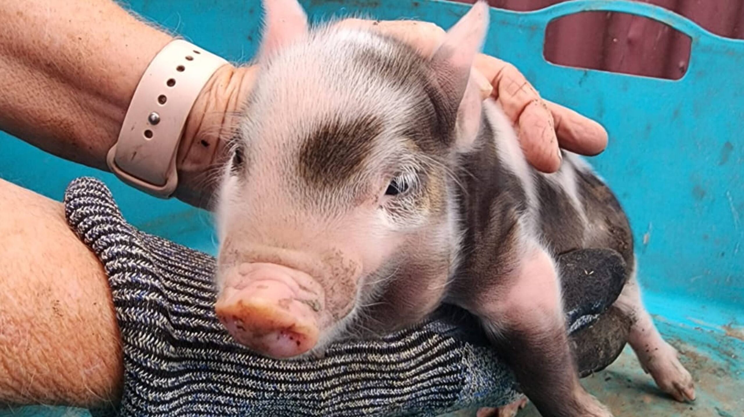 Urgent funding needed for pigs surgery