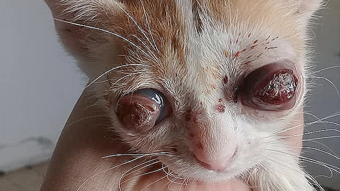 Blind kitten needs help