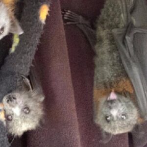 Wambina Flying Foxes