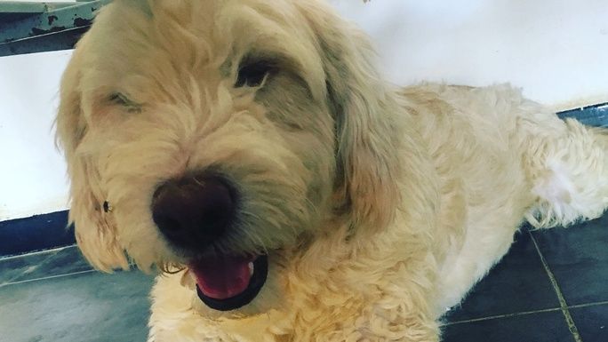 Caesar is dreaming of his new home!