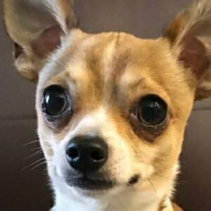 Help my dog Trevol