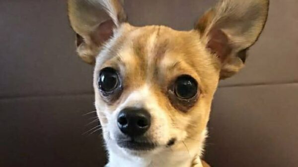 Help my dog Trevol