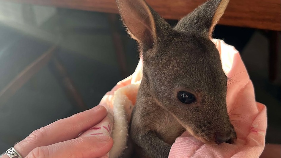 April & Maginnis's Wildlife Fund