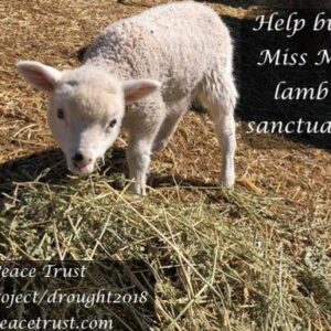 Help Miss Marple Survive This  Drought