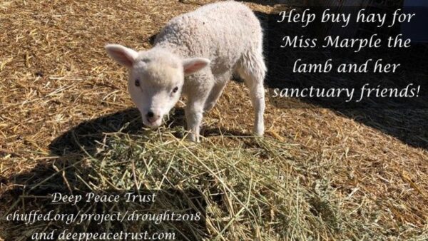 Help Miss Marple Survive This  Drought