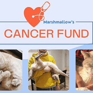 Marshmallow's Cancer Fund