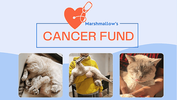 Marshmallow's Cancer Fund