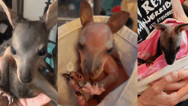 Help us release orphaned joeys on Minjerribah