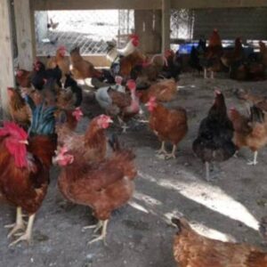 Help the chickens feed