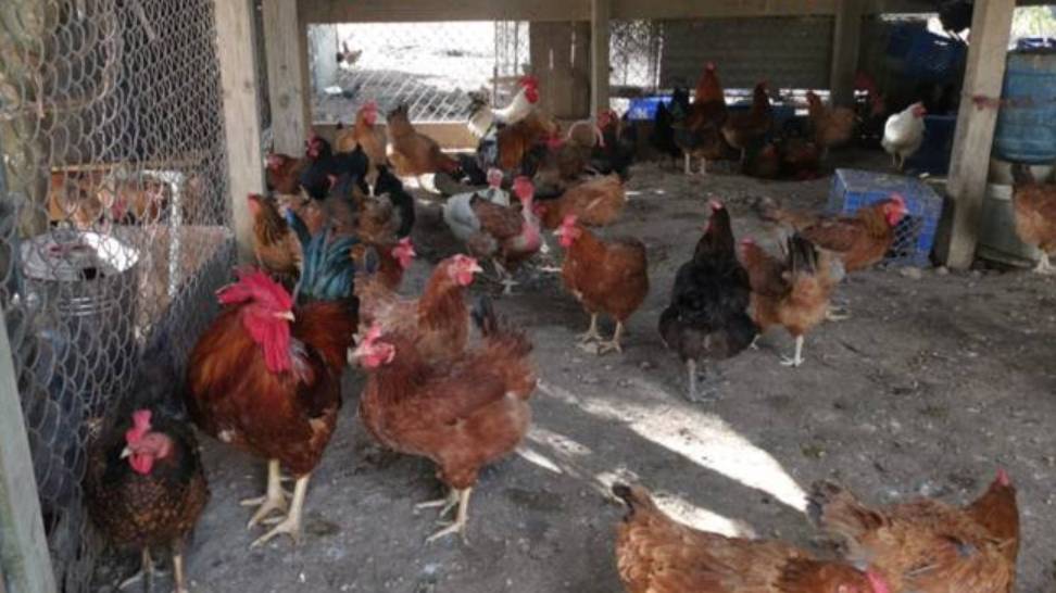 Help the chickens feed