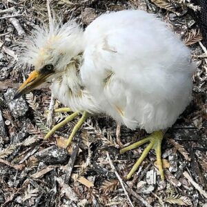 Help Us Rescue Injured, Sick and Orphaned Wildlife!