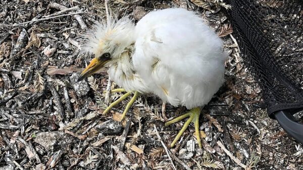 Help Us Rescue Injured, Sick and Orphaned Wildlife!