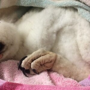 WA Wildlife Hospital needs your help