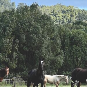 Help X racehorses help people with anxiety, depression & stroke