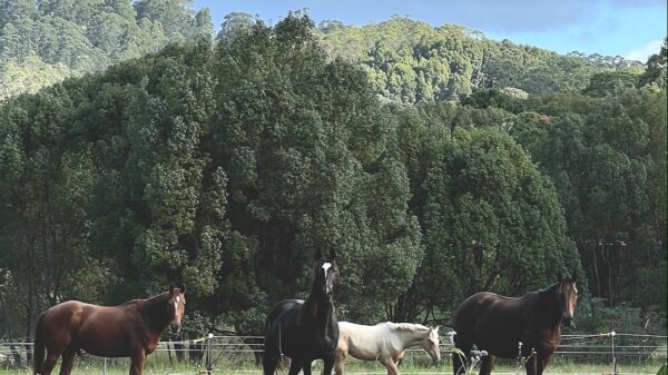 Help X racehorses help people with anxiety, depression & stroke