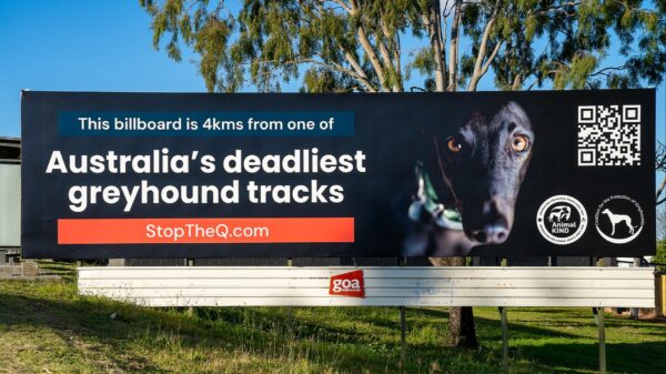 StopTheQ- Australia's deadliest greyhound facility