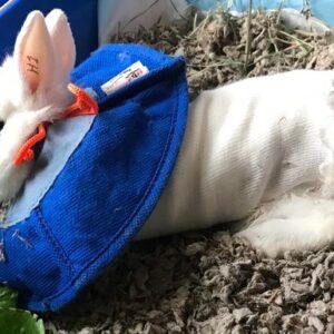 Saving Snowberry (by amputating his leg)