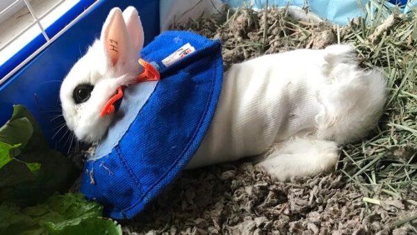 Saving Snowberry (by amputating his leg)