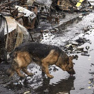 Abandoned pets rescue operation in Ukraine