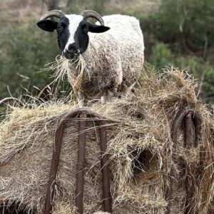Hay Crisis! Help Us Get Through Winter!
