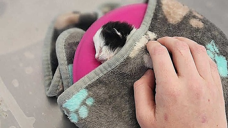 Urgent Help Needed: Our kittens are dying from Parvovirus