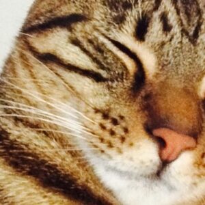 Cat Adoption Foundation