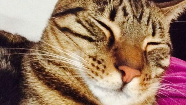 Cat Adoption Foundation