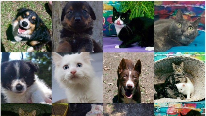 Building a future for MVAR animals