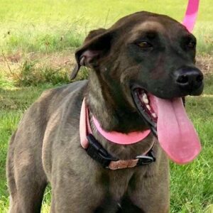 Help Heart Worm Positive Asha Get Her Life Saving Treatment