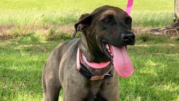 Help Heart Worm Positive Asha Get Her Life Saving Treatment