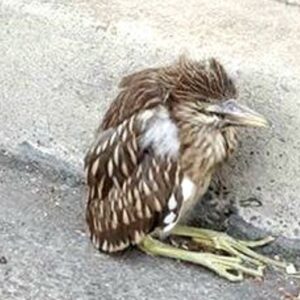 Help Save Injured & Orphaned Baby Herons & Egrets