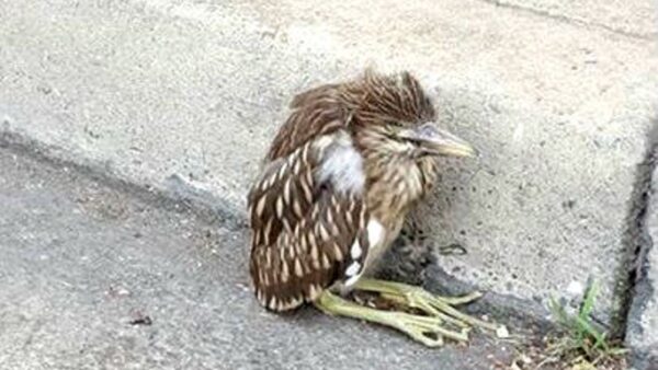 Help Save Injured & Orphaned Baby Herons & Egrets