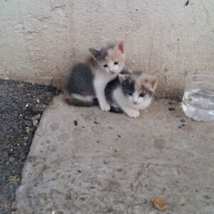 Left to die on the street, the future's now rosy for Rosie