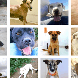 Can you help them stay safe and fed?