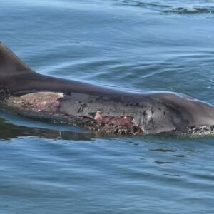 Help Save Mandurah Dolphins from Strandings