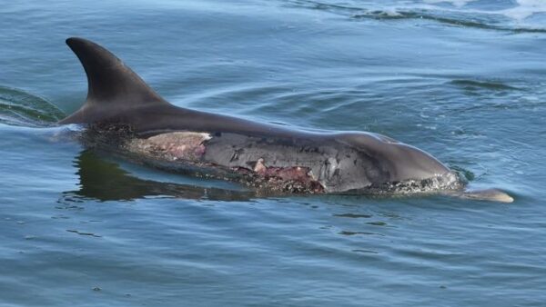 Help Save Mandurah Dolphins from Strandings