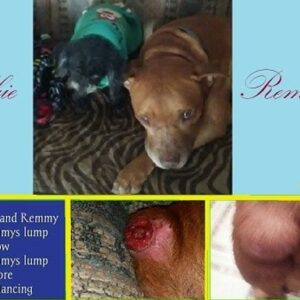 ABBIE and REMMY NEED FUNDS